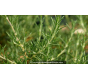 ROSMARINUS officinalis 'Corsican Blue' ROSMARINUS officinalis 'Corsican Blue'