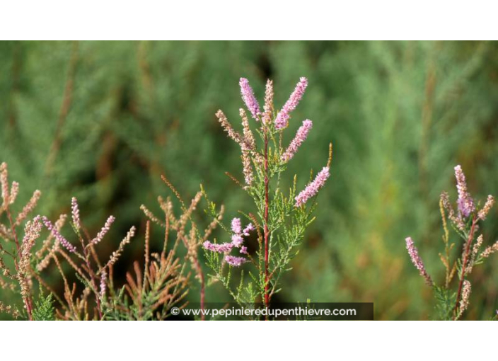 TAMARIX ramosissima 'Pink Cascade'