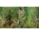 TAMARIX ramosissima 'Pink Cascade'