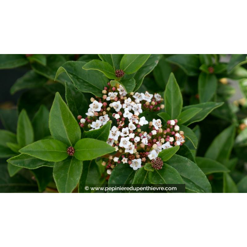 VIBURNUM tinus 'Eve Price'