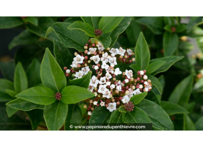 VIBURNUM tinus 'Eve Price'