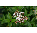 VIBURNUM tinus 'Eve Price'