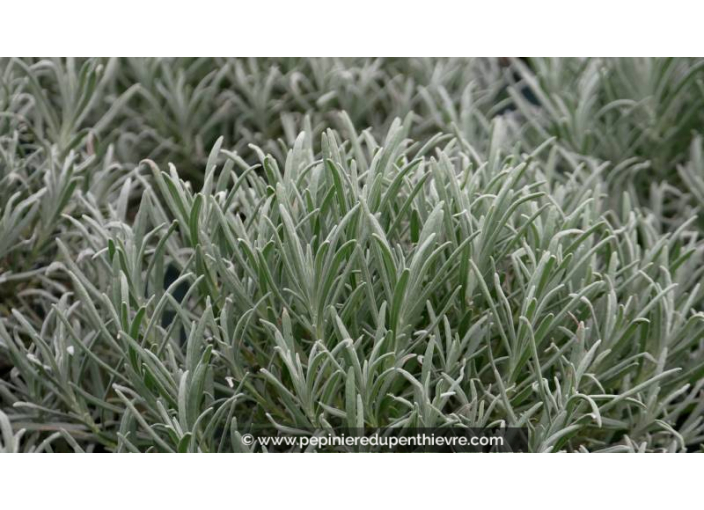 LAVANDULA angustifolia 'Grosso' - Automne LAVANDULA angustifolia 'Grosso' - Automne
