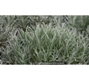 LAVANDULA angustifolia 'Grosso' - Automne LAVANDULA angustifolia 'Grosso' - Automne