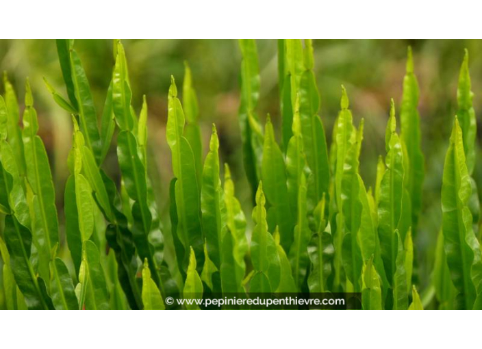 BACCHARIS genistelloides