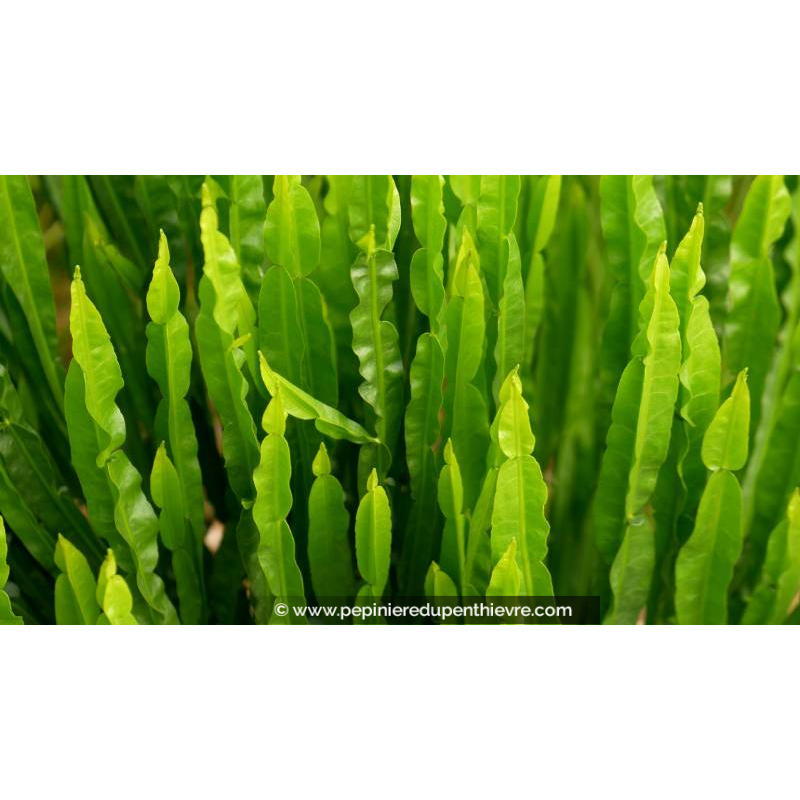 BACCHARIS genistelloides