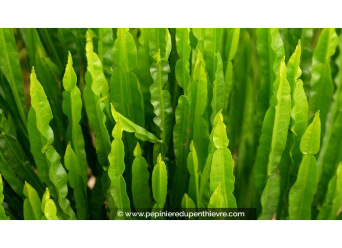 BACCHARIS genistelloides