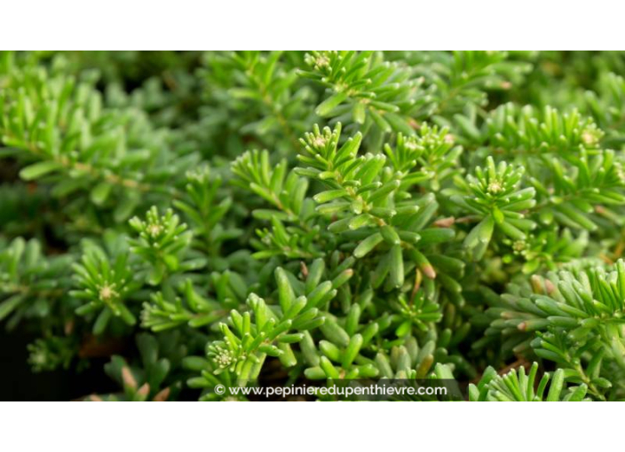 GREVILLEA lanigera 'Mount Tamboritha' GREVILLEA lanigera 'Mount Tamboritha'