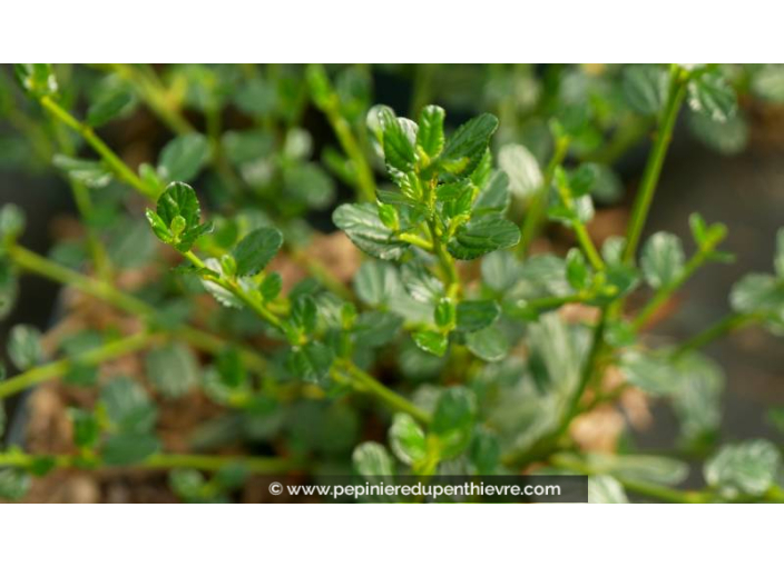 CEANOTHUS	impressus 'Victoria'