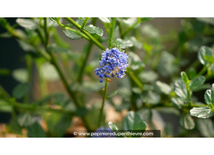 CEANOTHUS	impressus 'Victoria'