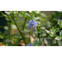 CEANOTHUS	impressus 'Victoria'