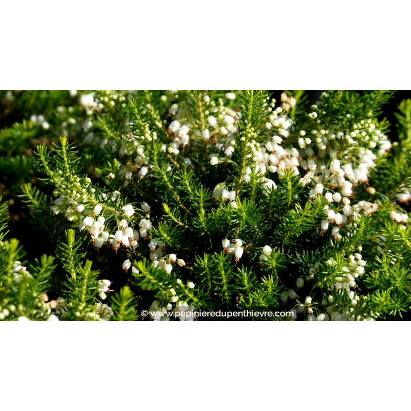 ERICA vagans 'Golden Triumph' - Automne