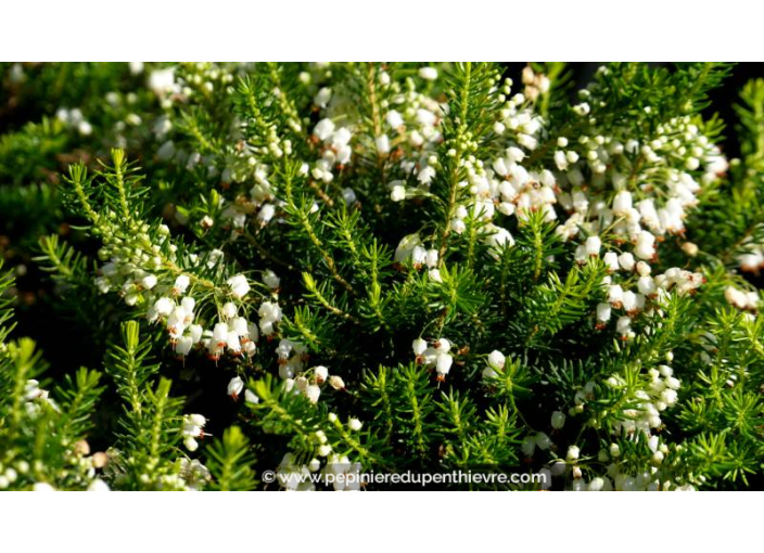 ERICA vagans 'Golden Triumph' - Automne ERICA vagans 'Golden Triumph' - Automne