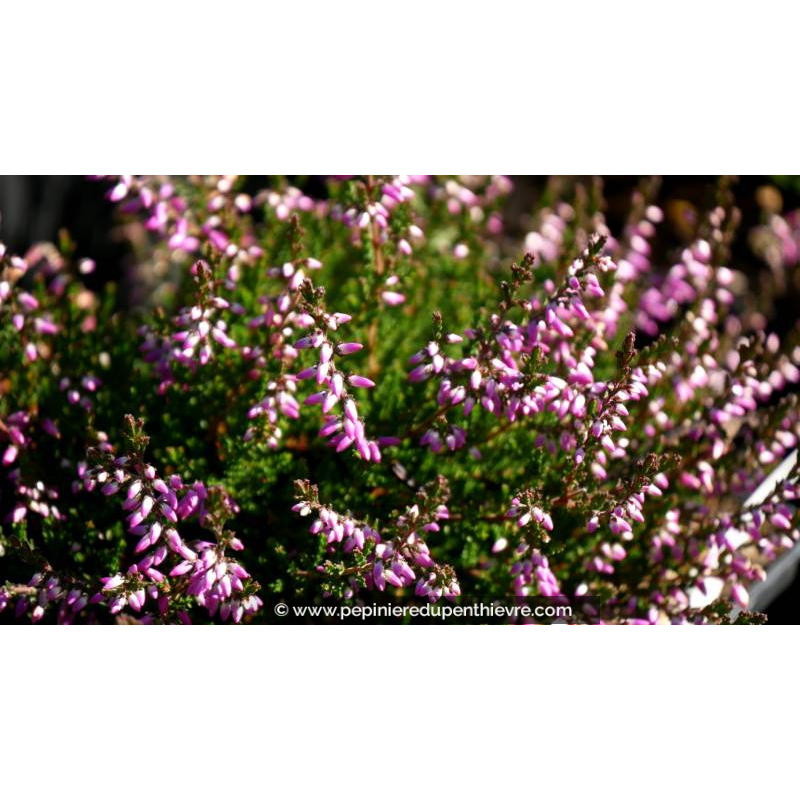 CALLUNA vulgaris 'Marleen'