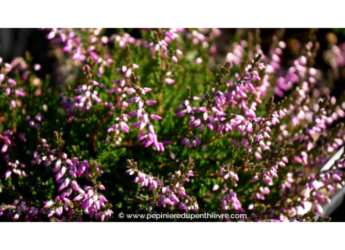 CALLUNA vulgaris 'Marleen'