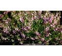 CALLUNA vulgaris 'Marleen'