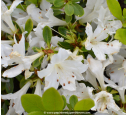 AZALEA japonica 'Adonis' (blanc)