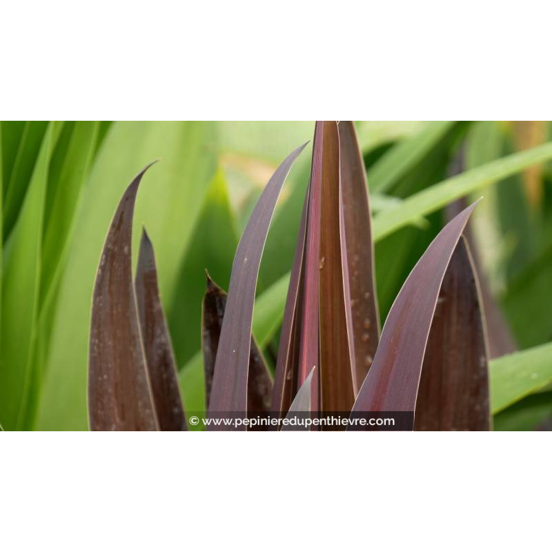 CORDYLINE obtecta 'Superstar'®
