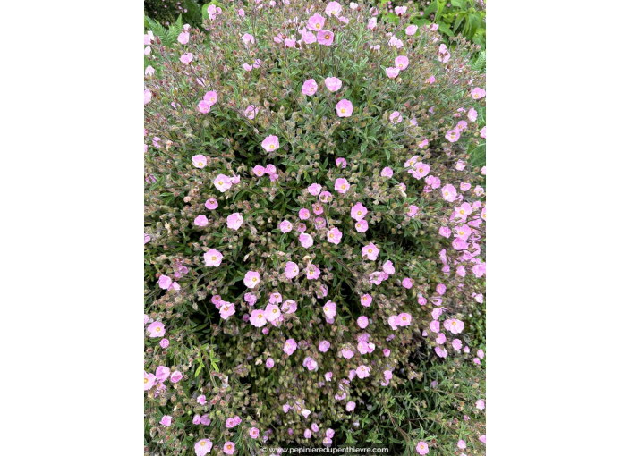 CISTUS parviflorus