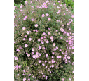 CISTUS parviflorus CISTUS parviflorus