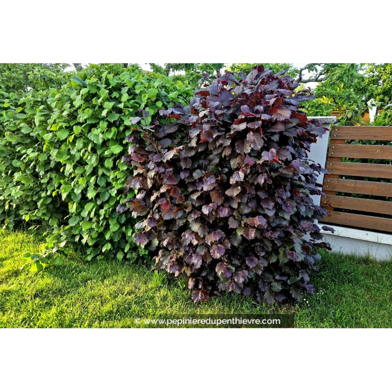 CORYLUS maxima 'Purpurea'