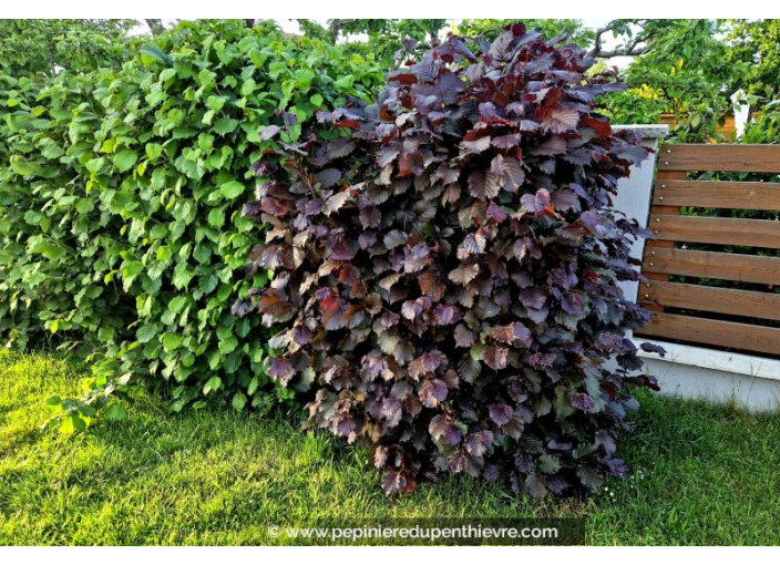 CORYLUS maxima 'Purpurea'