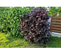 CORYLUS maxima 'Purpurea'
