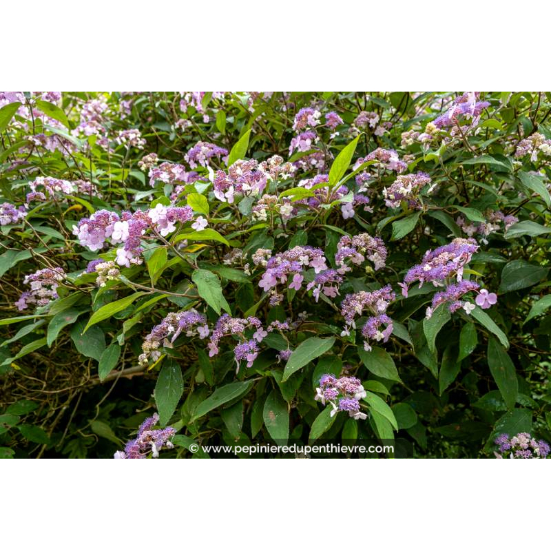 HYDRANGEA aspera 'Villosa'