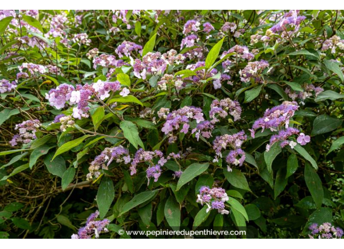 HYDRANGEA aspera 'Villosa'