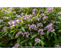 HYDRANGEA aspera 'Villosa'