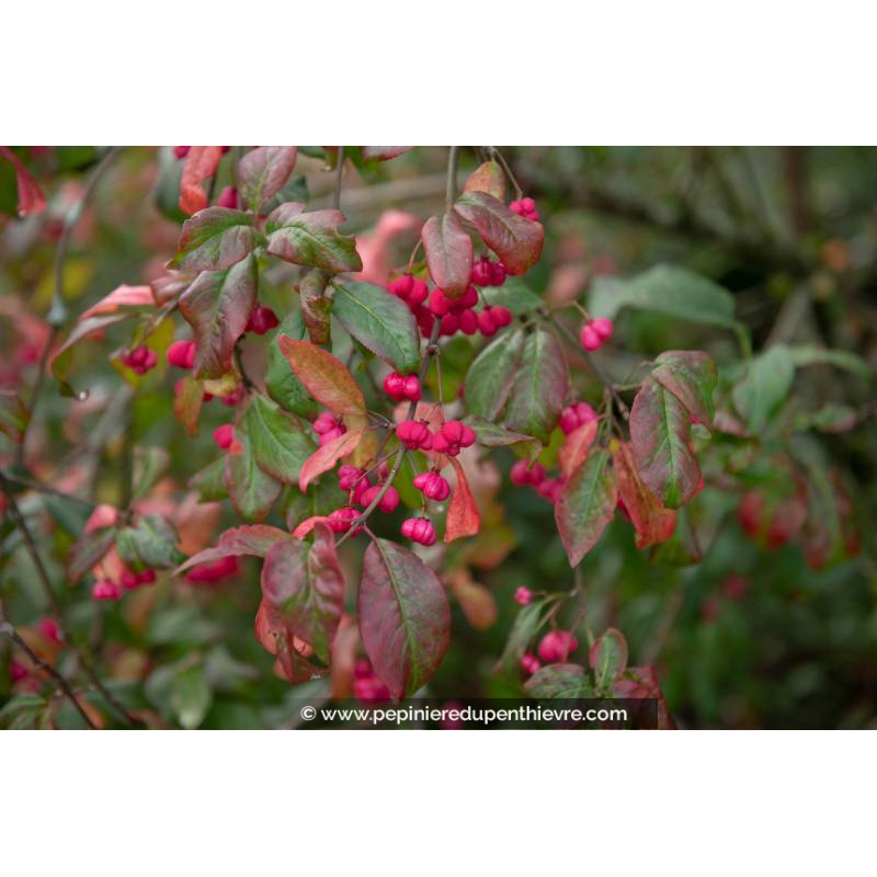 EUONYMUS europaeus 'Red Cascade'