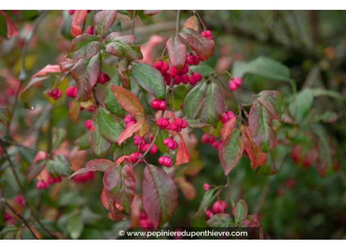 EUONYMUS europaeus 'Red Cascade' EUONYMUS europaeus 'Red Cascade'
