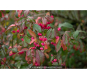 EUONYMUS europaeus 'Red Cascade' EUONYMUS europaeus 'Red Cascade'