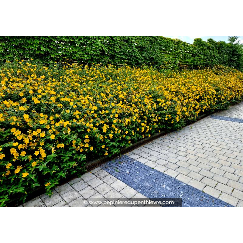 HYPERICUM 'Hidcote'
