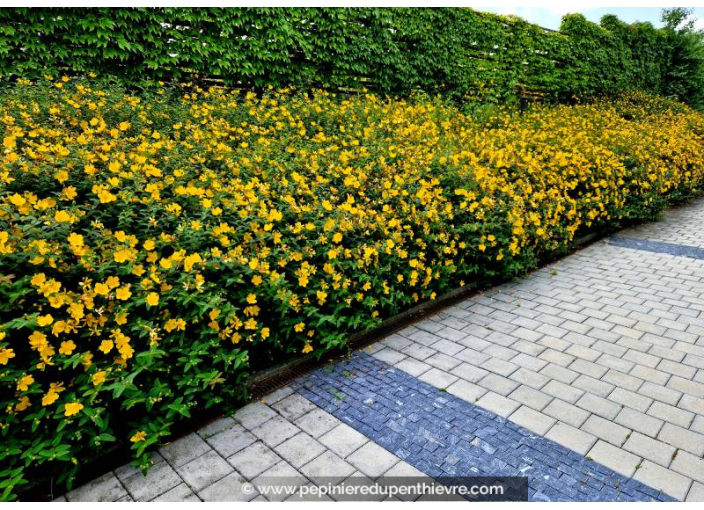 HYPERICUM 'Hidcote' HYPERICUM 'Hidcote'