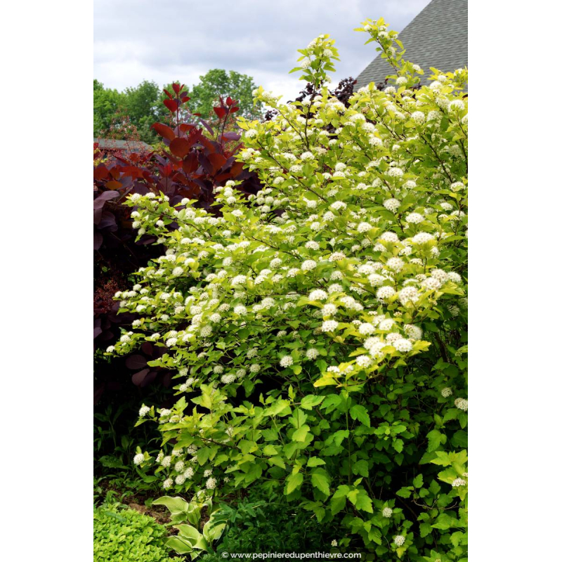 PHYSOCARPUS opulifolius 'Dart's Gold'