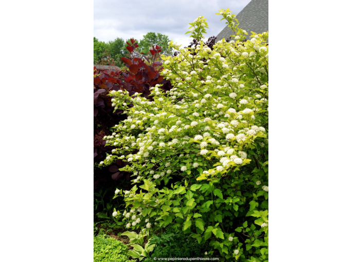 PHYSOCARPUS opulifolius 'Dart's Gold'