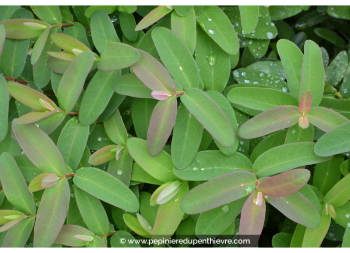 HYPERICUM calycinum HYPERICUM calycinum