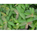 HYPERICUM calycinum HYPERICUM calycinum