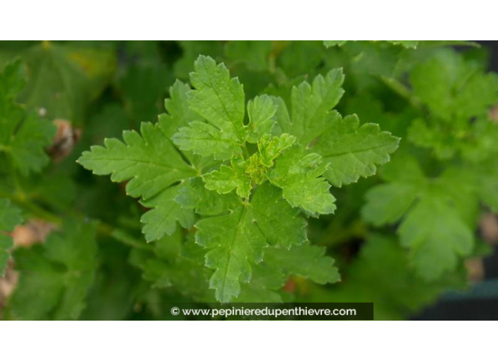GROSEILLIER à maquereau 'Captivator' - Été