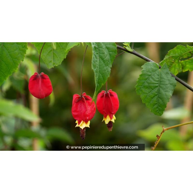ABUTILON megapotanicum - Été