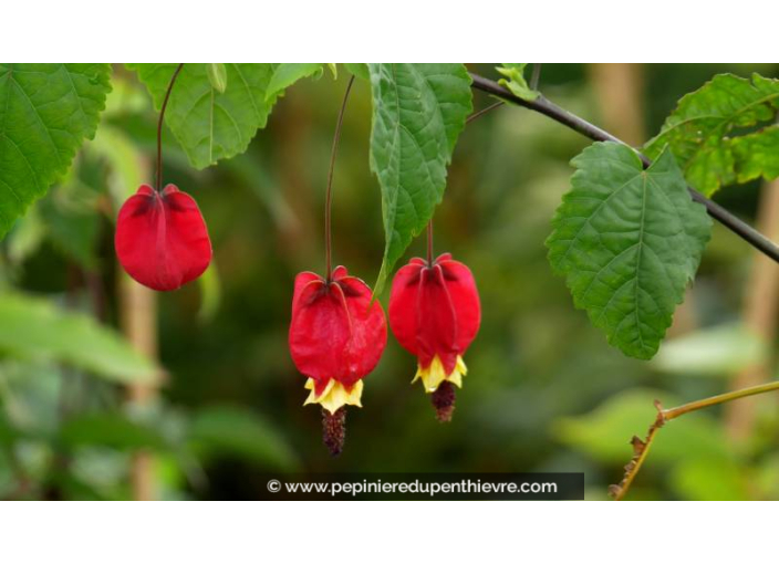 ABUTILON megapotanicum - Été ABUTILON megapotanicum - Été