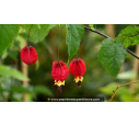 ABUTILON megapotanicum - Été ABUTILON megapotanicum - Été
