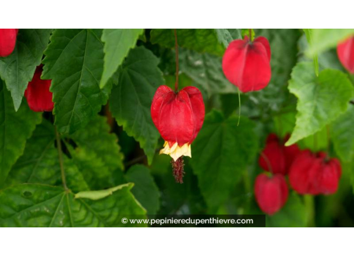 ABUTILON megapotanicum - Été ABUTILON megapotanicum - Été