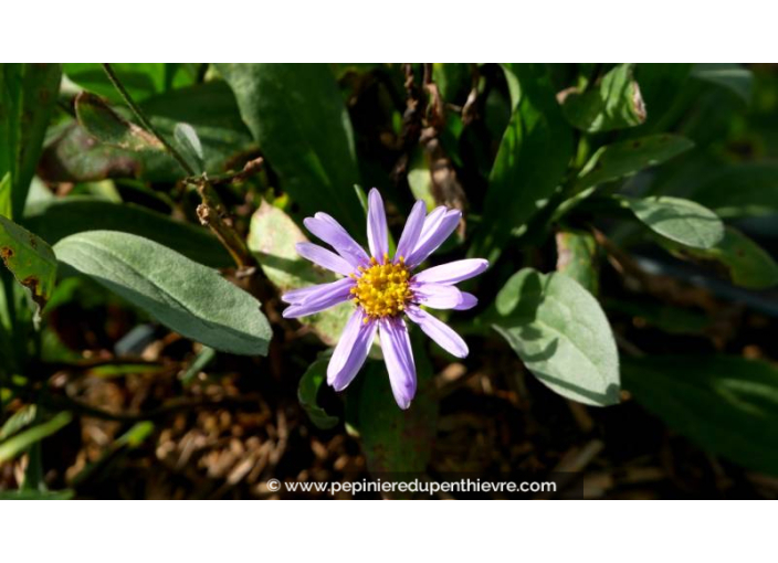 ASTER amellus 'Rudolph Goethe' - Été