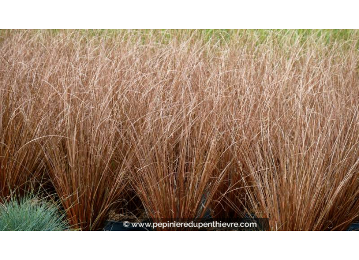 CAREX buchananii - Été CAREX buchananii - Été