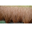 CAREX buchananii - Été CAREX buchananii - Été