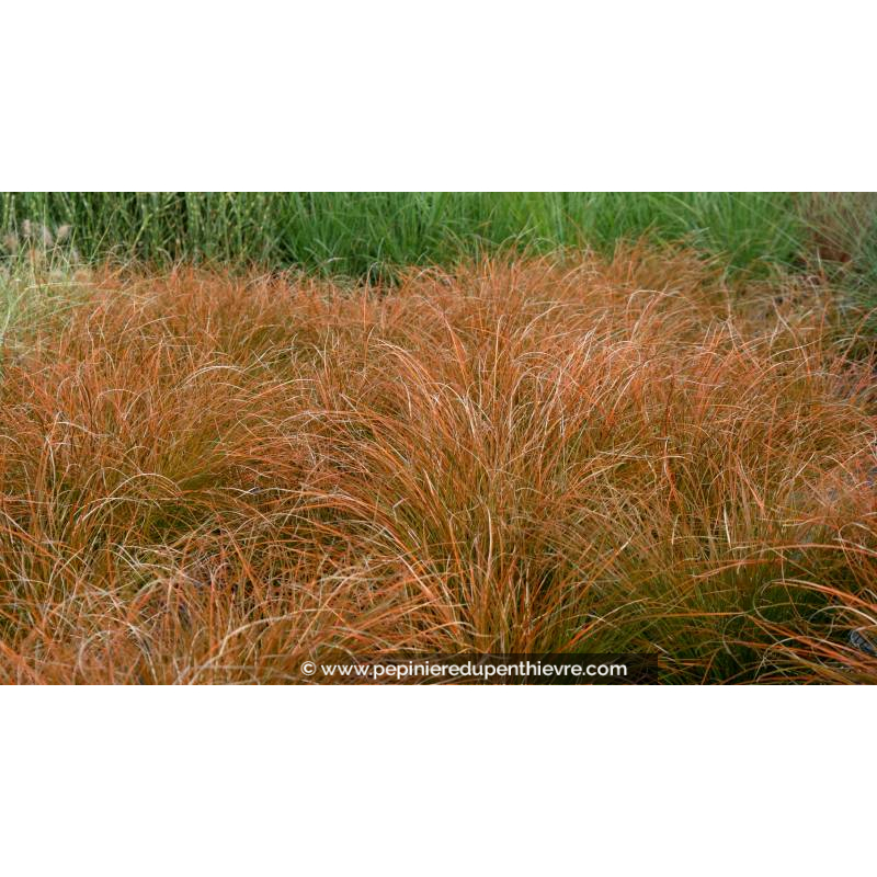 CAREX testacea 'Prairie Fire'