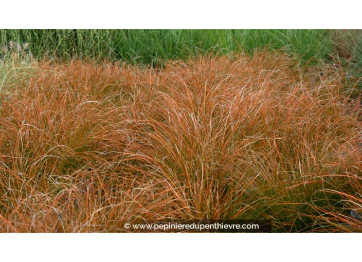CAREX testacea 'Prairie Fire' CAREX testacea 'Prairie Fire'