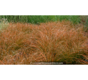 CAREX testacea 'Prairie Fire' CAREX testacea 'Prairie Fire'